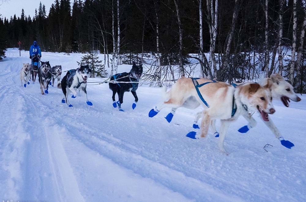 Amundsen Race, Suède